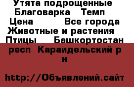 Утята подрощенные “Благоварка“,“Темп“ › Цена ­ 100 - Все города Животные и растения » Птицы   . Башкортостан респ.,Караидельский р-н